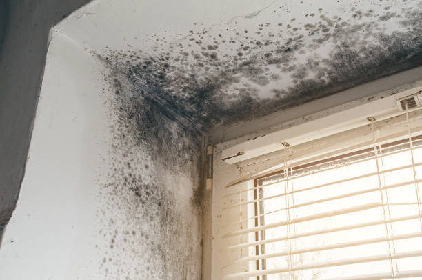 Affordable Mold Removal solutions in Lawrence Township, NJ
